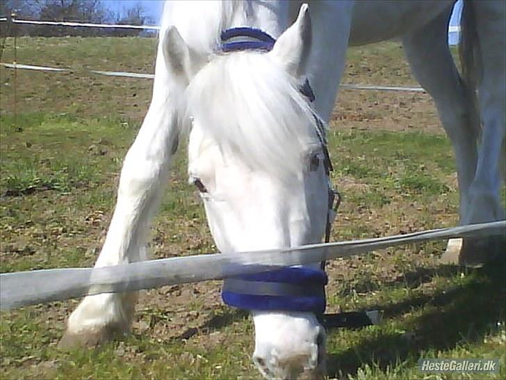 Knabstrupper Plet elev hest billede 7