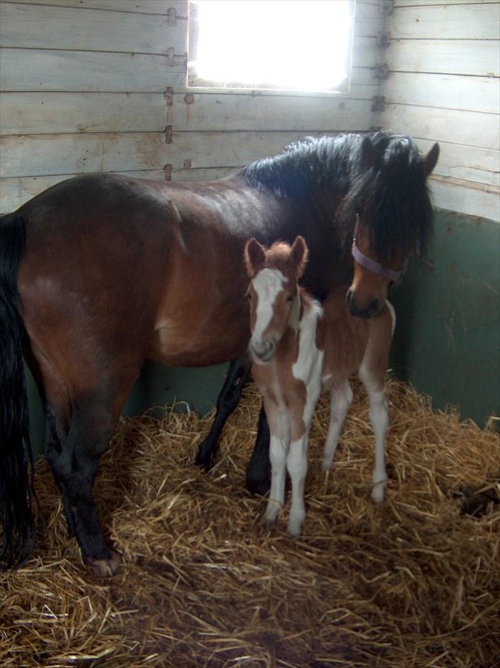 Pinto Romeo - Romeo, født april 2010 billede 7