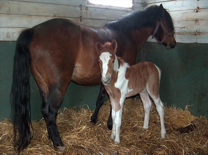 Pinto Romeo - Romeo, født april 2010 billede 8