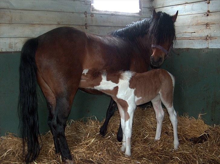 Pinto Romeo - Romeo, født april 2010. Sulten :-) billede 11