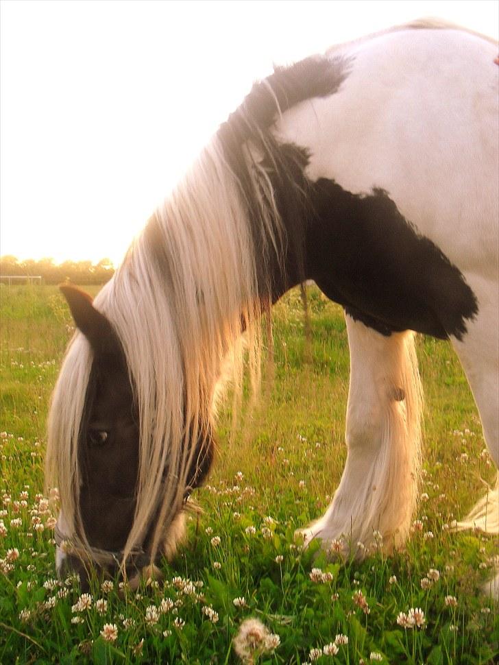 Irish Cob Thessa - Thessa <3 billede 1
