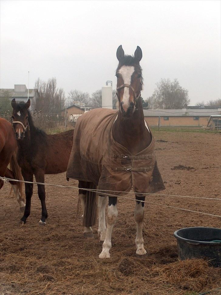 Pinto Rex billede 12