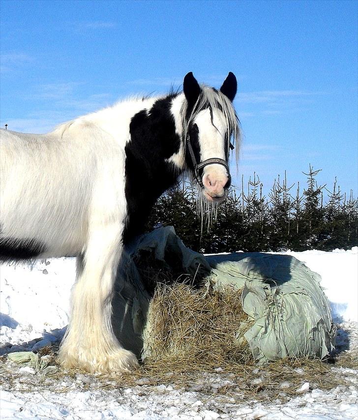 Irish Cob Thessa billede 3
