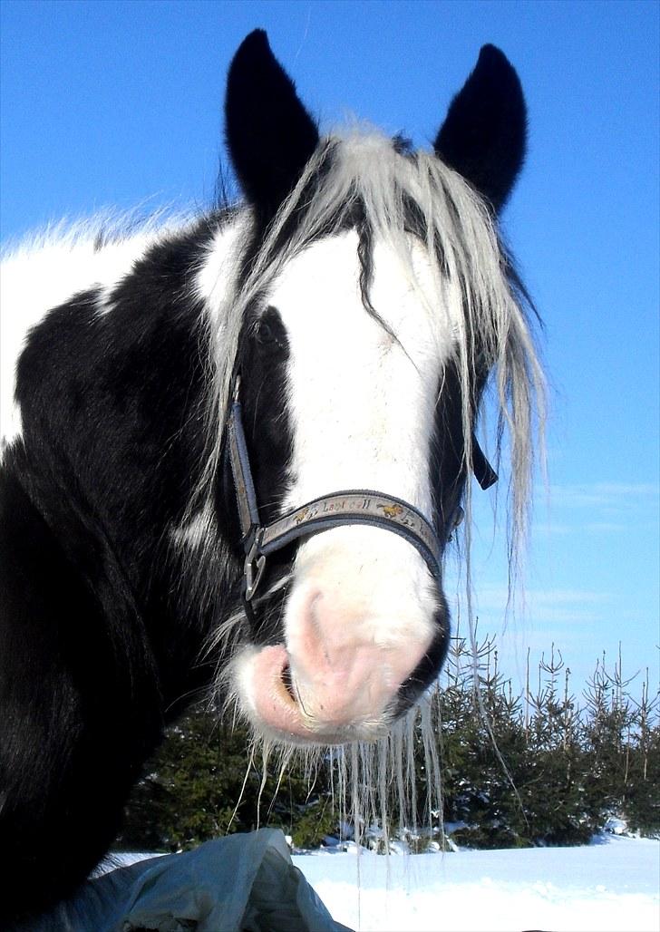 Irish Cob Thessa billede 4