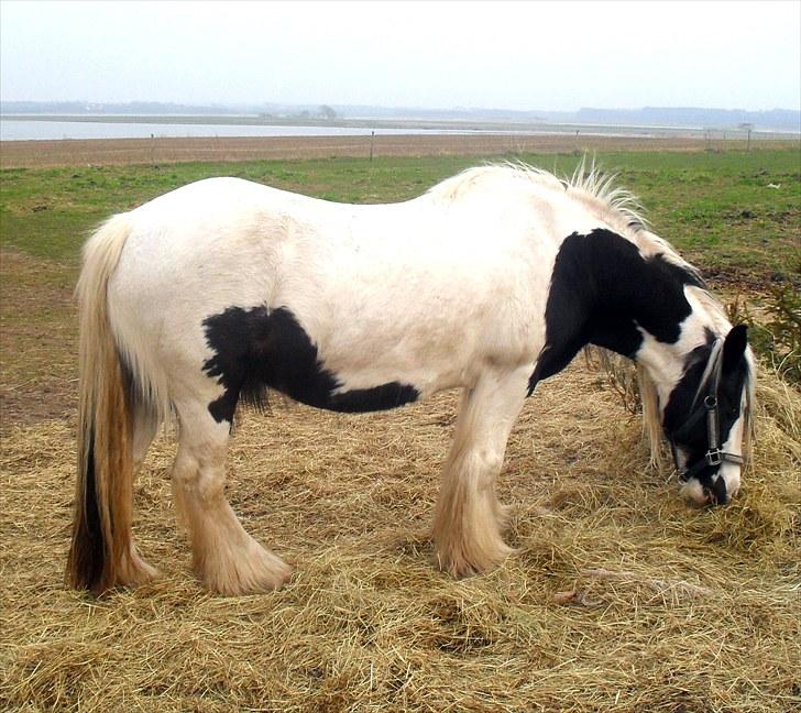 Irish Cob Thessa billede 5