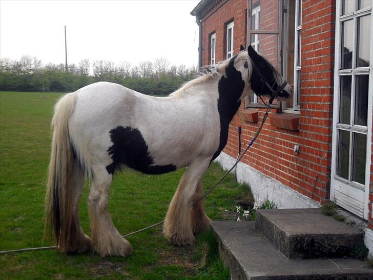 Irish Cob Thessa billede 6