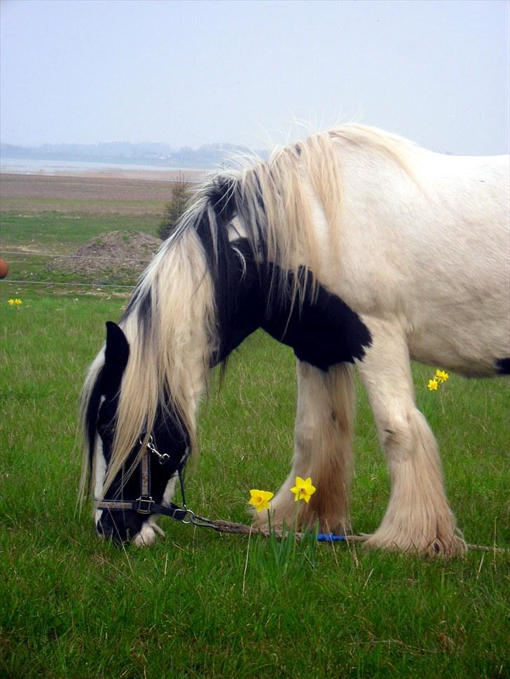 Irish Cob Thessa billede 7