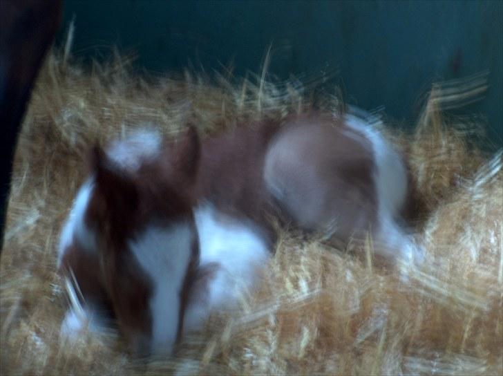 Pinto Romeo - Romeo, født april 2010. Sovende :-) billede 12