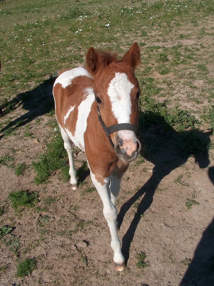 Pinto Romeo - Thea, født 2009. Helsøster til Romeo :-) billede 15