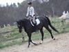 Anden særlig race Kordian †15/4-11† [Tidl. part]