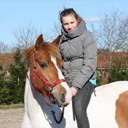 Anden særlig race Minelli