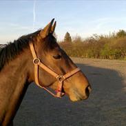 Dansk Varmblod Lillegårdens Mithano