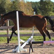 Oldenborg Vestermarks Mondo