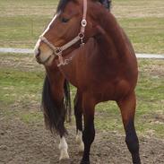 Oldenborg Vestermarks Mondo