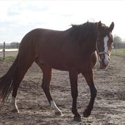 Oldenborg Vestermarks Mondo