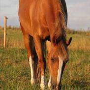 Welsh Cob (sec D) Miss Jessica - Part