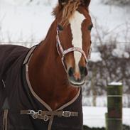 Welsh Cob (sec D) Miss Jessica - Part