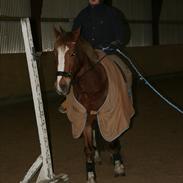 Welsh Cob (sec D) Miss Jessica - Part