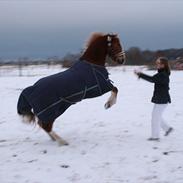 Welsh Cob (sec D) Miss Jessica - Part