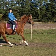Anden særlig race Robin