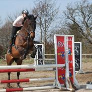 Polsk Varmblod Ronika 