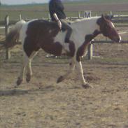 Anden særlig race Ivanhoe "solgt"