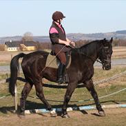 Dansk Varmblod KALIBER