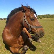 Welsh Pony (sec B) Peleu