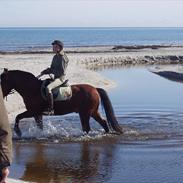 Welsh Pony (sec B) Peleu