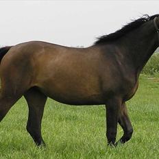 Dansk Varmblod Thordals Kido