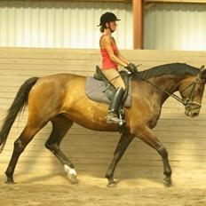 Dansk Varmblod Thordals Kido