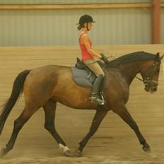 Dansk Varmblod Thordals Kido