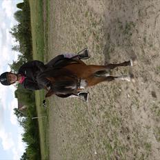 Welsh Mountain (sec A) Coverland Patrick (gammel
