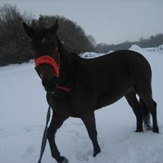 Anden særlig race Miss Purple solgt/savnet