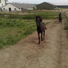 Dartmoor Lancelot - Solgt