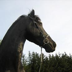 Frieser Rykje van Bourboom R.I.P.