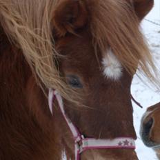 Shetlænder Mini "Mogge"