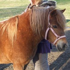 Shetlænder Mini "Mogge"