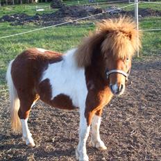 Shetlænder Pyrus *solgt*