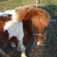 Shetlænder Pyrus *solgt*