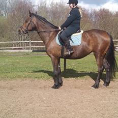 Anden særlig race montana