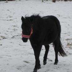 Welsh Mountain (sec A) Black Beauty