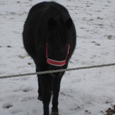 Welsh Mountain (sec A) Black Beauty