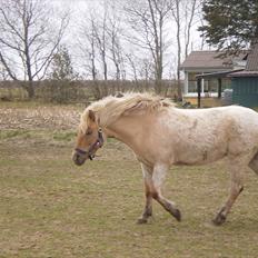 Anden særlig race Amira *SOLGT*
