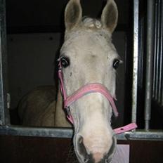 Welsh Cob (sec D) Sheila