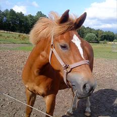 New Forest Lillehøjs Meranti