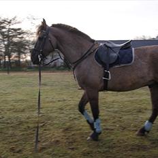 Anden særlig race FELIX tilbage hos line