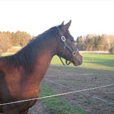 Dansk Varmblod Don Z (Sendt hjem)