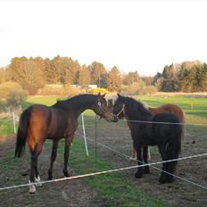 Dansk Varmblod Don Z (Sendt hjem)