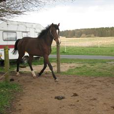 Dansk Varmblod Don Z (Sendt hjem)